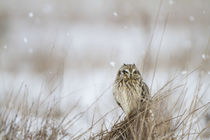 Short-eared Owl in winter Prairie Ridge State Natural Area, ... by Danita Delimont