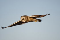 Short-eared Owl in flight at Prairie Ridge State Natural Are... by Danita Delimont