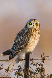 Short-eared Owl on fence post Prairie Ridge State Natural Ar... by Danita Delimont