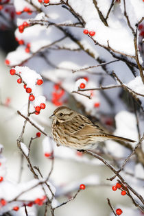 Song Sparrow in Common Winterberry in winter, Marion, Illinois, USA. von Danita Delimont