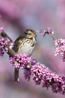 Song Sparrow in Redbud tree, Marion, Illinois, USA. von Danita Delimont