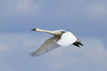 Tundra Swan in flight at Prairie Ridge State Natural Area, M... by Danita Delimont