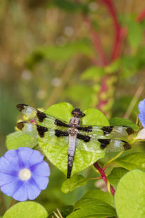Twelve-spotted Skimmer male on Morning Glory near wetland, M... by Danita Delimont