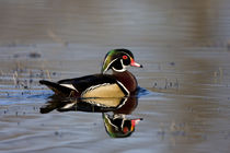 Wood Duck male in wetland, Marion, Illinois, USA. by Danita Delimont