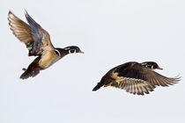 Wood Ducks two males in flight in wetland, Marion, Illinois, USA. by Danita Delimont