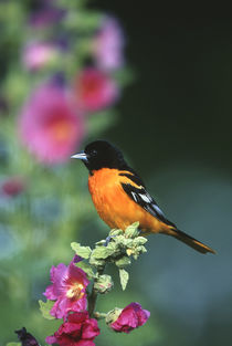 Baltimore Oriole male on Hollyhock, Marion, IL by Danita Delimont