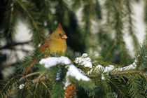 Northern Cardinal female in spruce tree in winter, Marion, IL by Danita Delimont