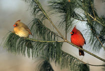 Northern Cardinal male and female in pine tree, Marion, IL by Danita Delimont