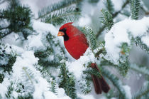 Northern Cardinal male in fir tree in winter, Marion, IL von Danita Delimont