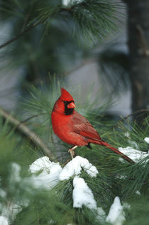 Northern Cardinal male in Pine tree in winter, Marion, Illinois by Danita Delimont
