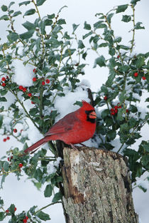 Northern Cardinal male on stump near China Holly in winter, Marion, IL von Danita Delimont