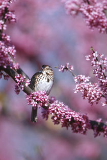 Song Sparrow in Eastern Redbud tree, Marion, IL by Danita Delimont
