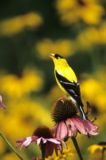 American Goldfinch male singing on purple coneflower Marion ... by Danita Delimont