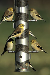 American Goldfinches at nyjer, thistle tube feeder, Marion C... by Danita Delimont