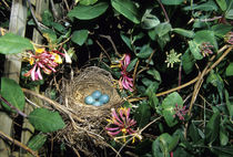 American Robin nest with four eggs in Gold Flame Honeysuckle... von Danita Delimont