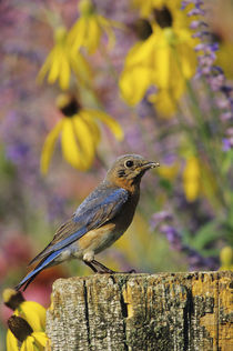 Eastern Bluebird female on fence post in flower garden Mario... by Danita Delimont