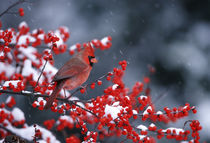 Northern Cardinal male in Common Winterberry in winter Mario... by Danita Delimont