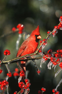 Northern Cardinal male in icy Green Hawthorn tree Marion Cou... by Danita Delimont
