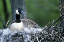 Canada goose sitting on nest, Illinois by Danita Delimont