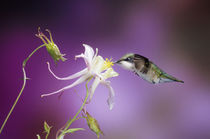 Ruby-throated Hummingbird female on McKana Hybrid Columbine,... by Danita Delimont