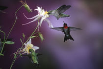Ruby-throated Hummingbirds males and female at McKana Hybrid... by Danita Delimont