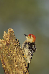 Red-bellied Woodpecker male displaying on dead tree, Marion ... by Danita Delimont