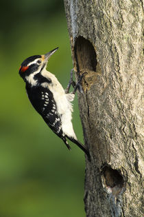 Hairy Woodpecker male at nest cavity, Marion County, Illinois von Danita Delimont