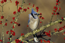 Blue Jay in icy Green Hawthorn tree, Marion County, Illinois von Danita Delimont