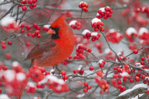 Northern Cardinal male in Common Winterberry bush in winter,... by Danita Delimont