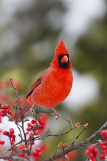 Northern Cardinal male in Common Winterberry bush in winter,... von Danita Delimont