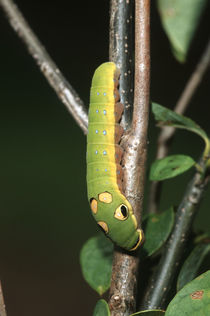 Spicebush Swallowtail caterpillar on Spicebush Marion County, Illinois von Danita Delimont