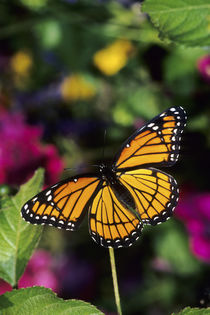 Viceroy butterfly on Lantana Marion County, Illinois von Danita Delimont