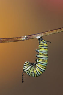 Monarch larva in prepupal 'J' before pupating-forming chrysa... by Danita Delimont