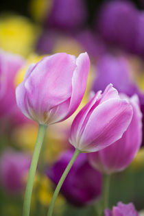 Pink, yellow, and purple tulips, Chicago Botanic Garden, Gle... by Danita Delimont