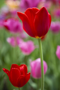 Pink and red tulips, Cantigny Park, Wheaton, Illinois by Danita Delimont