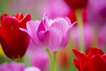 Red and pink tulips, Cantigny Park, Wheaton, Illinois by Danita Delimont