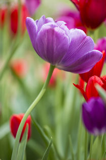Purple and red tulips, Cantigny Park, Wheaton, Illinois by Danita Delimont