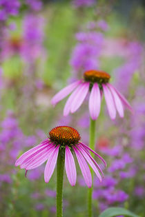 Purple Coneflowers Marion County, Illinois by Danita Delimont