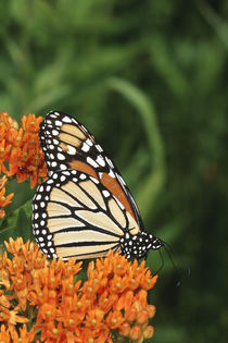 Monarch on Butterfly Milkweed, Marion County, Illinois von Danita Delimont