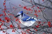Blue Jay in Winterberry Bush in winter Marion County, Illinois by Danita Delimont