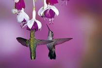 Ruby-throated Hummingbirds females at Hybrid Fuchsia, Shelby... by Danita Delimont