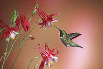 Ruby-throated Hummingbird male on Crimson Star Columbine, Illinois by Danita Delimont