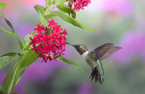 Ruby-throated Hummingbird male on Red Pentas, Marion County, Illinois by Danita Delimont