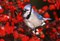 Blue Jay in Common Winterberry squawking in winter, Marion C... by Danita Delimont