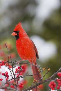 Northern Cardinal male in Common Winterberry bush in winter,... von Danita Delimont