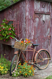 Old bicycle with flower basket next to old outhouse garden shed by Danita Delimont