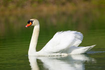 Mute swan in the pond, Rising Sun, Indiana, USA. by Danita Delimont