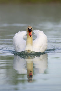 Mute swan in the pond, Rising Sun, Indiana, USA. by Danita Delimont