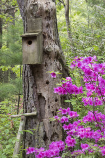 Birdhouse and azaleas, Azalea Path Arboretum & Botanical Gar... von Danita Delimont