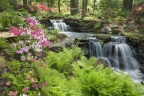 Waterfall with ferns and azaleas at Azalea Path Arboretum & ... by Danita Delimont